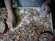 Η μαστίχα, ο «λευκός χρυσός» της Χίου