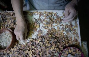Η μαστίχα, ο «λευκός χρυσός» της Χίου
