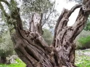 Χαρτογράφηση των υπεραιωνόβιων δέντρων στα νησιά της Δωδεκανήσου