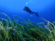 Greece’s valuable ‘blue forests’ reveal their secrets