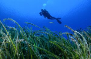 Greece’s valuable ‘blue forests’ reveal their secrets